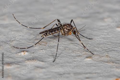 Adult Culicine Mosquito Insect photo