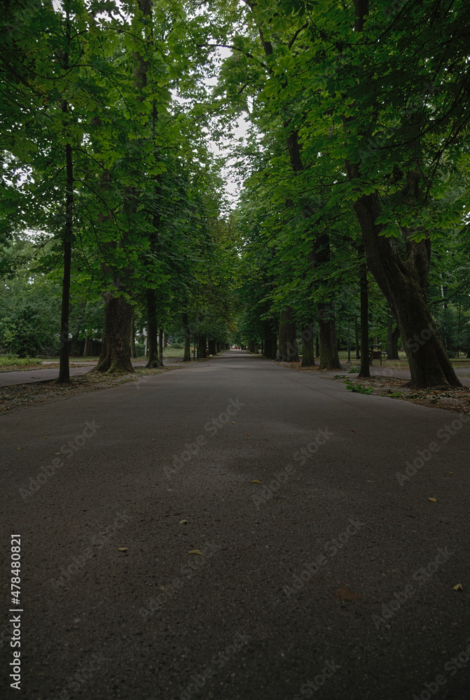 Obraz premium forest