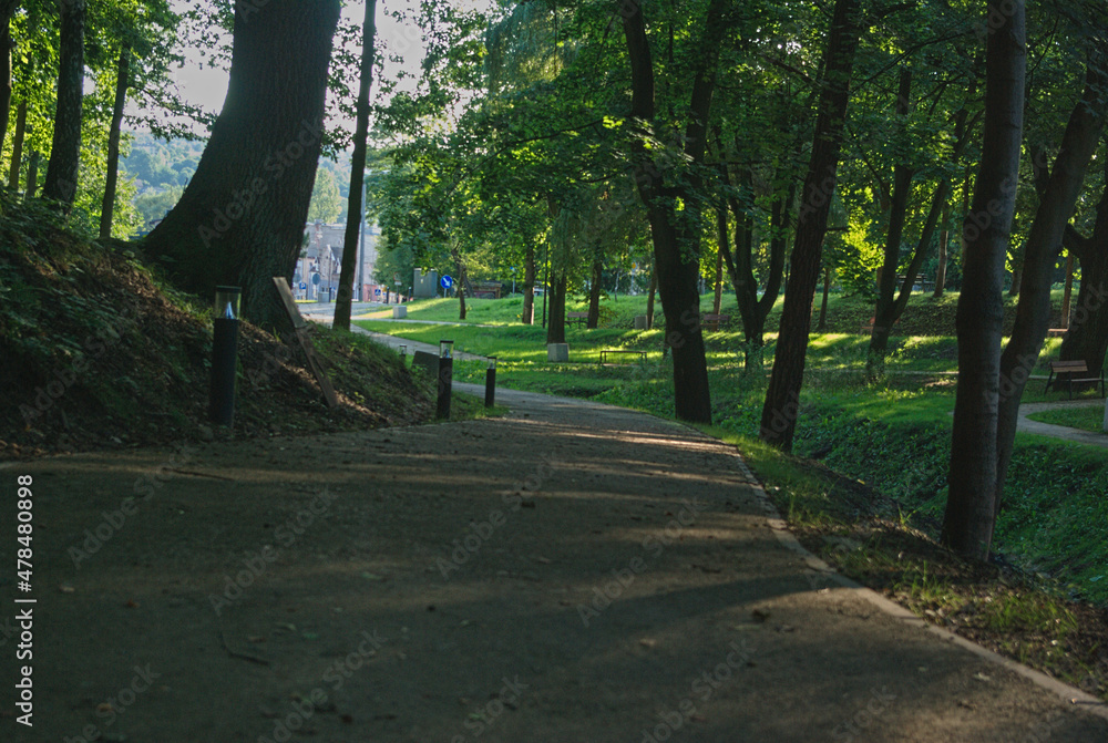 Fototapeta premium forest 