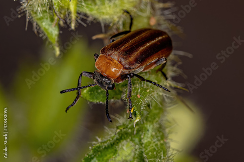 Adult Blister Beetle photo