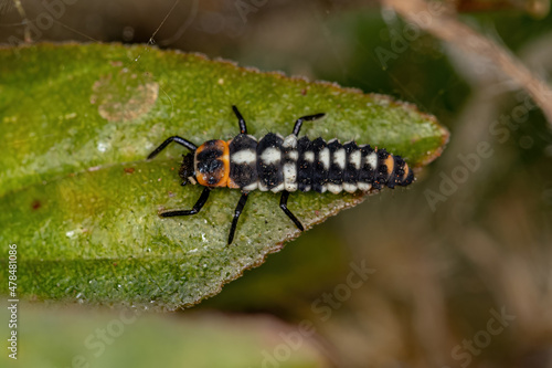 Black-spotted Lady Beetle Larva photo