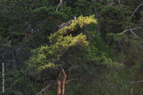 Juniperus high Juniperus excelsa is a coniferous plant of the genus Juniper cypress family. photo