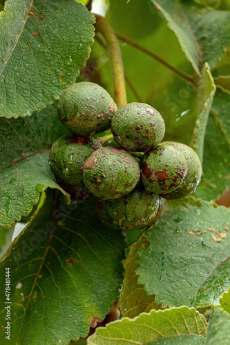 Pekea Nut Fruit photo