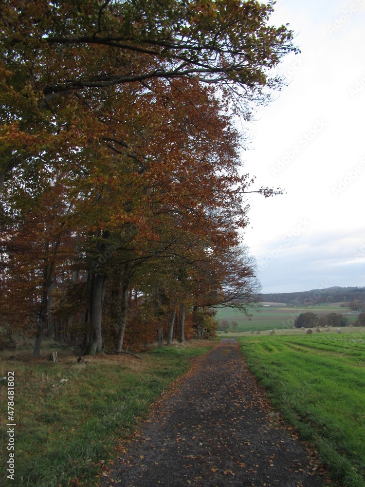 Naklejka premium Bäume an einem Weg im Herbst
