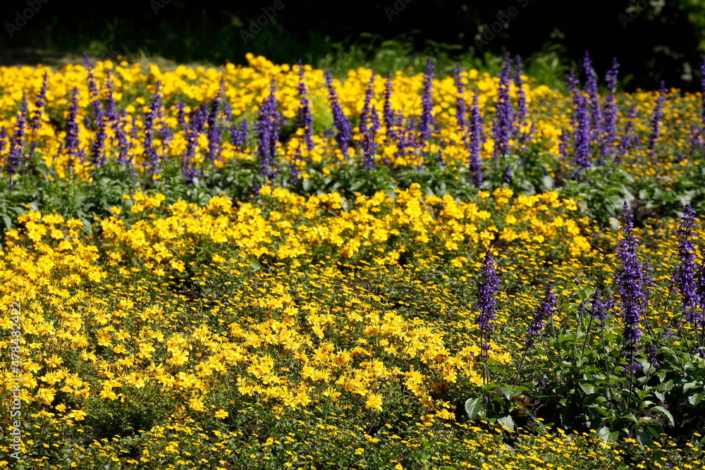 Foto De Lavendel (Lavandula Angustifolia) Und Gelbe Sommerblumen Auf ...