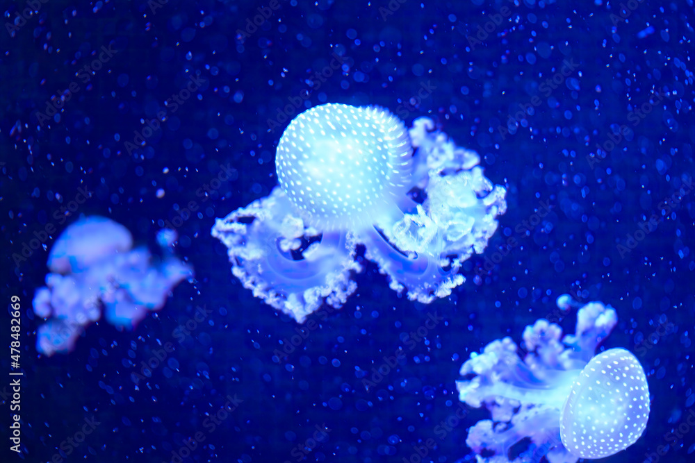 White spotted jelly fish swimming in deep blue sea. Australian spotted ...