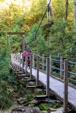屋久島の渓谷にある吊橋と観光客