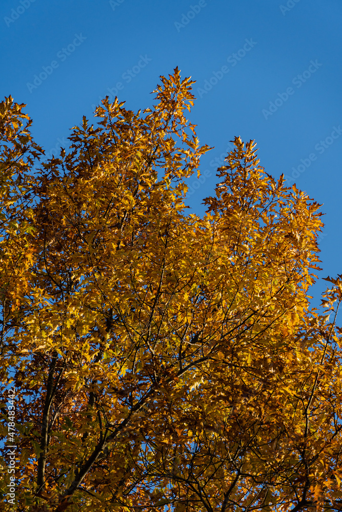 Autumn golden carved red oak tree. Huge crown of oak tree with golden autumn leaves at sunset against blue sky. Selective focus. Close-up. Landscaped garden with large trees. Nature concept for design Autumn golden carved red oak tree. Huge crown of oak tree with golden autumn leaves at sunset against blue sky. Selective focus. Close-up. Landscaped garden with large trees. Nature concept for design