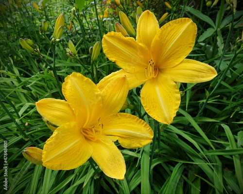 yellow lilies in a garden