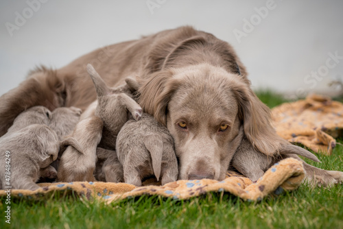Dog mom with her puppies. Seven newborn long-haired Weimaraner puppies drink from their mother dog. Her tail sticking up while drinking. Small pedigree gray dogs grow up with their families. photo