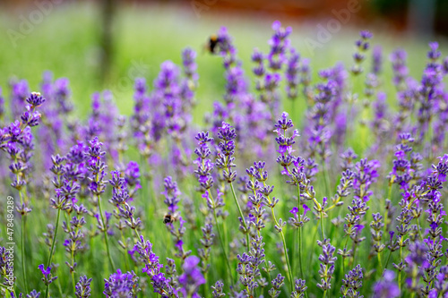 Purple lavender flowers in sunny day.