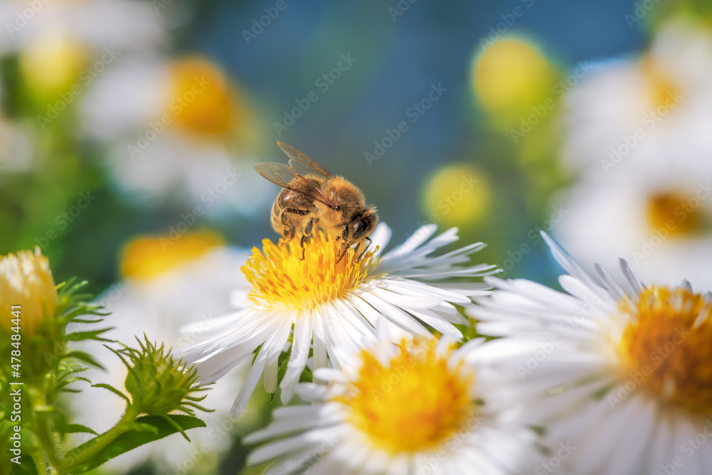 Obraz premium Bee pollinating on an aster flower