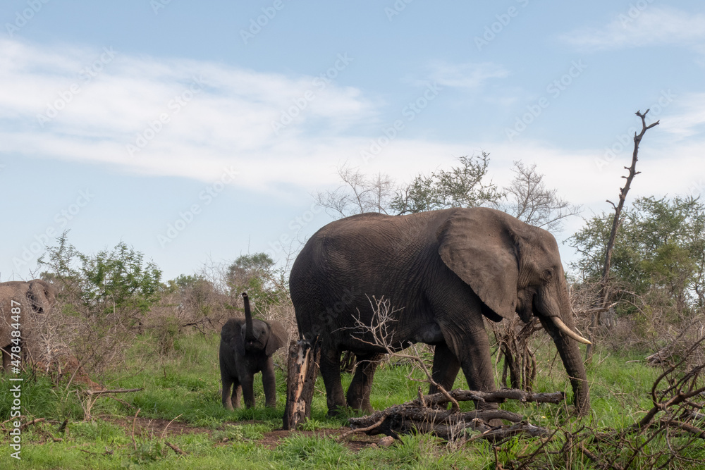 An elephant calf sniffing with it's trunk in the air while following it's mom. Location: Kruger National Park, South Africa An elephant calf sniffing with it's trunk in the air while following it's mom. Location: Kruger National Park, South Africa
