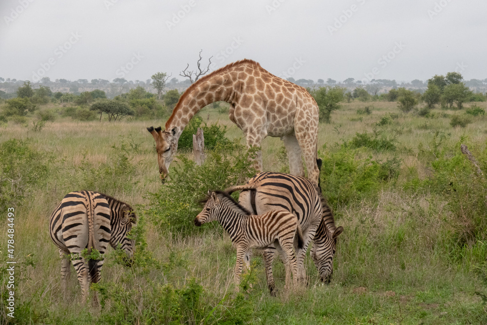 Naklejka premium A mother and baby zebra grazing on green grass. There is also a giraffe in the background. Location: Kruger National Park, South Africa
