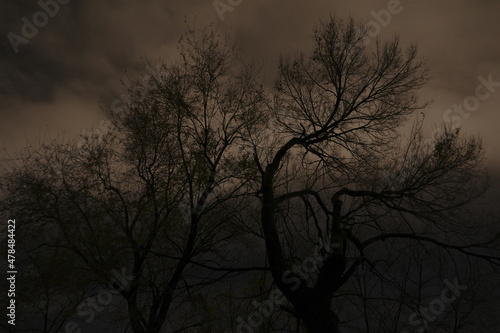 Trees at night in winter © Laiotz