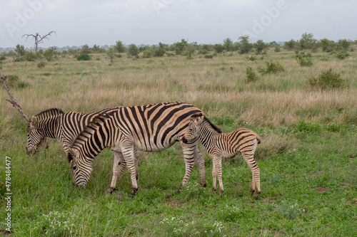 A mother and baby zebra grazing on green grass. Location: Kruger National Park, South Africa