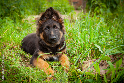 A German Shepherd puppy is lying on the grass.