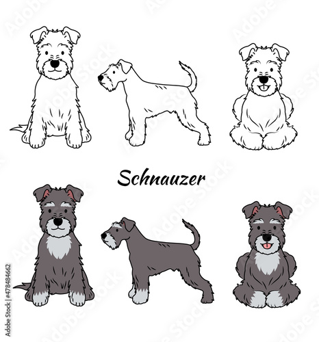 Schnauzer