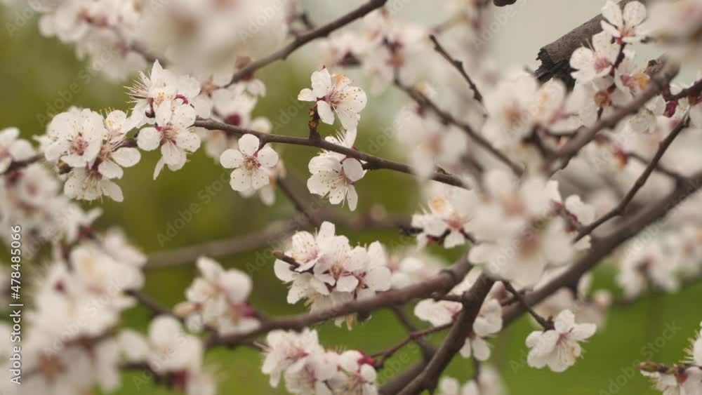 Blooming branch of a fruit tree. Natural spring background Blooming branch of a fruit tree. Natural spring background