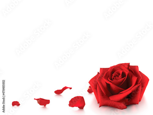 Rose and romantic red rose petals on white background