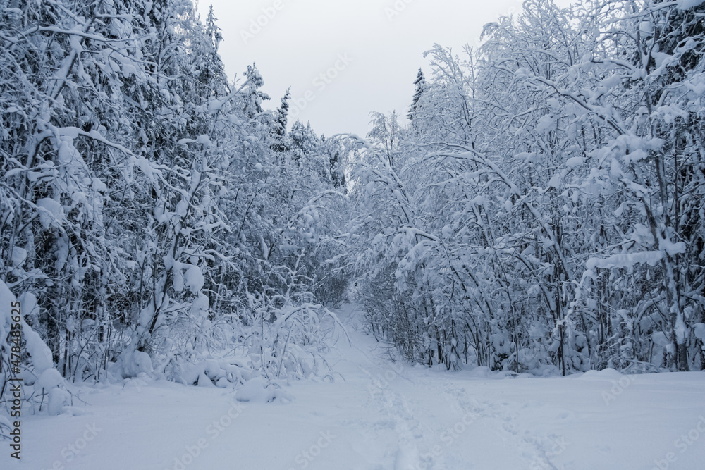 Obraz premium The path is trodden between snow trees.