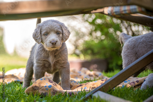 Long-haired Weimaraner puppies play with their siblings on a green meadow. Pedigree long hair Weimaraner puppies.