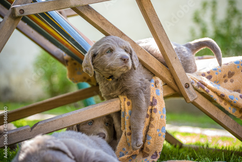 Bild auf Leinwand Portrait of a pedigree long-haired Weimaraner puppy who is stuck in a sun lounger after a nap