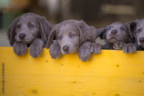 Four long-haired Weimaraner puppies stand up side by side with their paws on two legs and look over a yellow wooden barrier. The small dogs have gray fur, wavy fur on the ears and bright blue eyes.