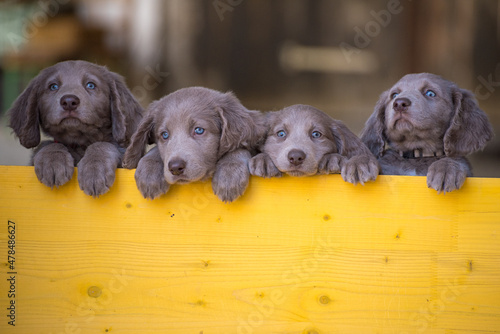 Four long-haired Weimaraner puppies stand up side by side with their paws on two legs and look over a yellow wooden barrier. The small dogs have gray fur, wavy fur on the ears and bright blue eyes.