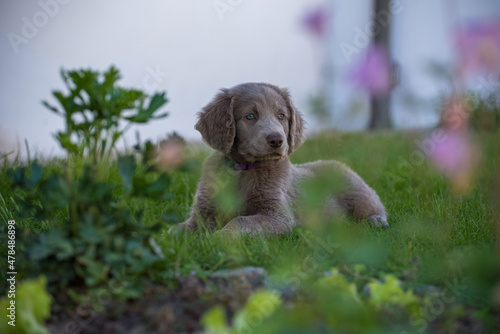 Portrait of a long haired Weimaraner puppy lying in the green meadow. The little dog has gray fur, wavy fur on its ears, and bright blue eyes. Pedigree long haired Weimaraner puppies.