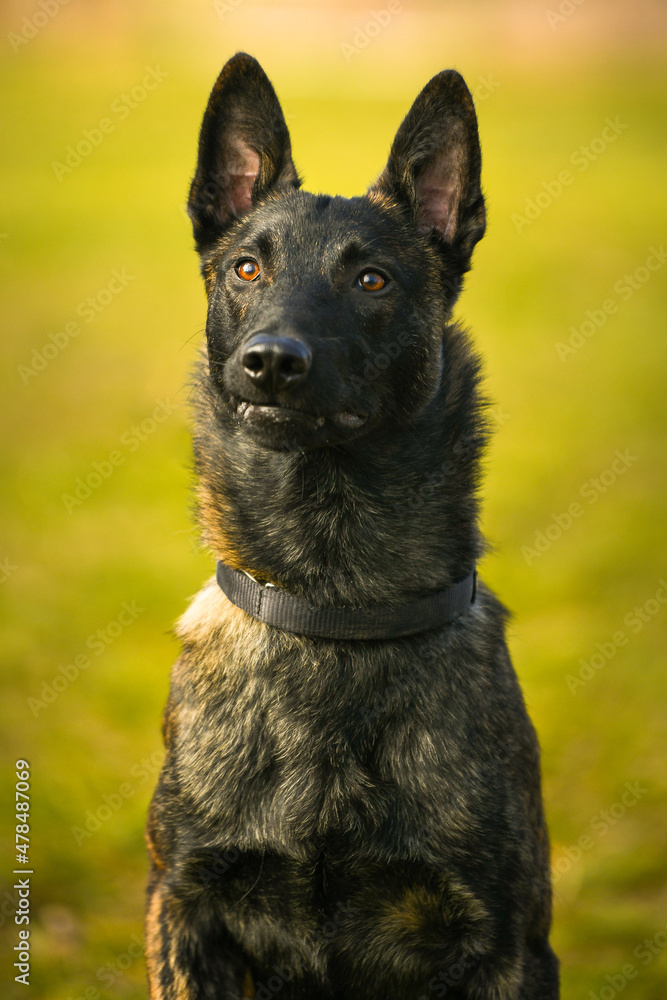 Shepard dog. Portrait of this beautiful dog breed posing for camera. Pet photography. Shepard dog. Portrait of this beautiful dog breed posing for camera. Pet photography.