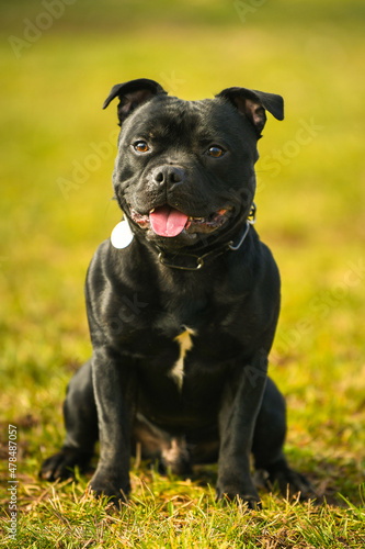 Bulldog. Portrait of this beautiful dog breed posing for camera. Pet photography. © Dragoș Asaftei