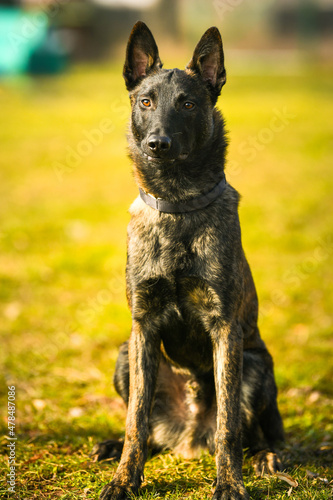Shepard dog. Portrait of this beautiful dog breed posing for camera. Pet photography. © Dragoș Asaftei