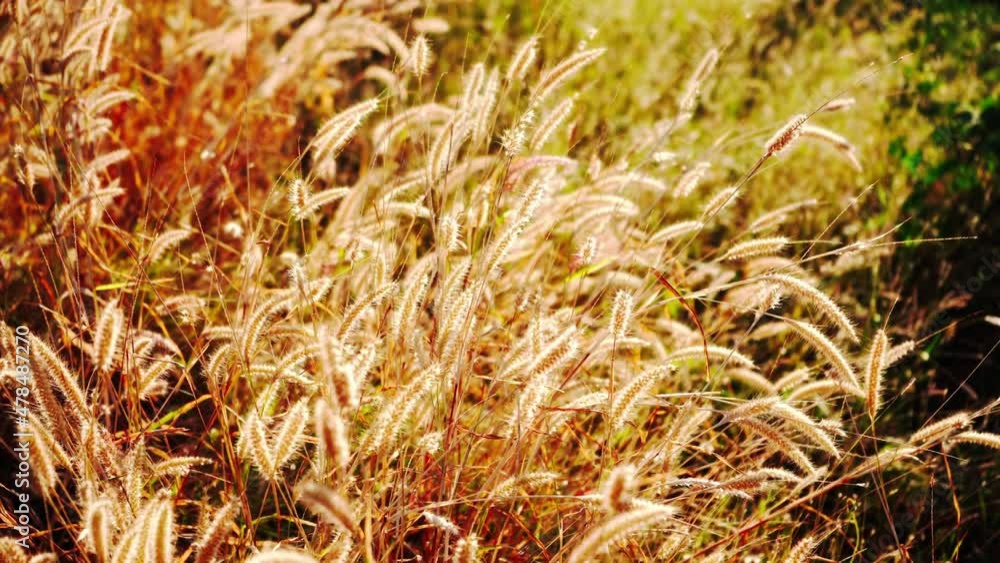 Grass flowers on the side of the road with morning sunshine Grass flowers on the side of the road with morning sunshine