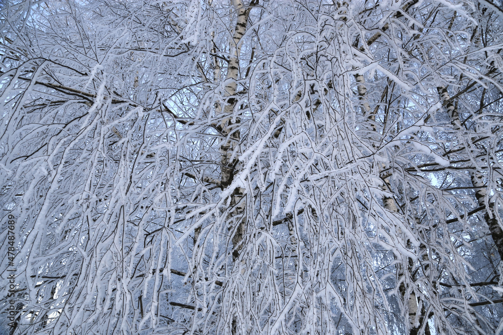 Beautiful branches of birch trees covered with snow and hoarfrost Beautiful branches of birch trees covered with snow and hoarfrost