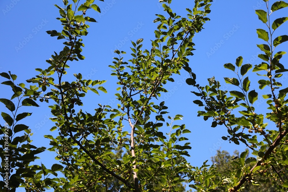 Mulberry tree with fruits Mulberry tree with fruits