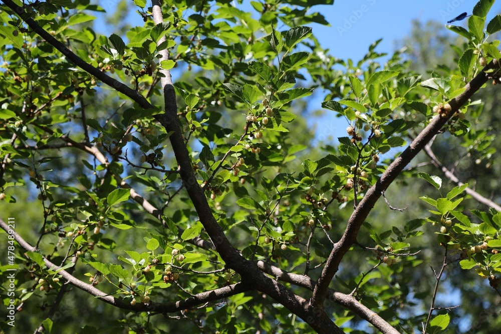 Mulberry tree in Croatia