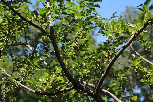 Mulberry tree in Croatia
