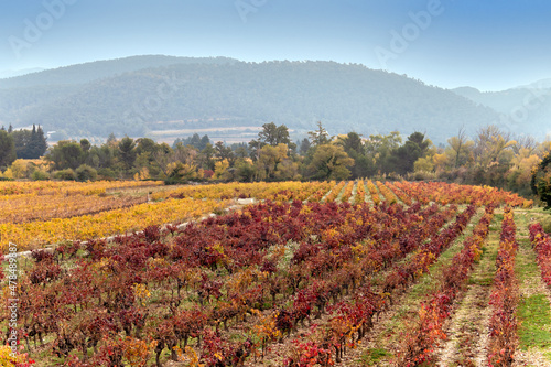 vineyard landscape, rural landscape 