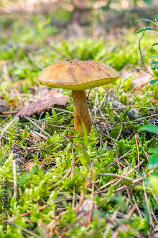 Imleria badia, bay bolete edible, pored mushroom. Imleria badia, bay bolete edible, pored mushroom.
