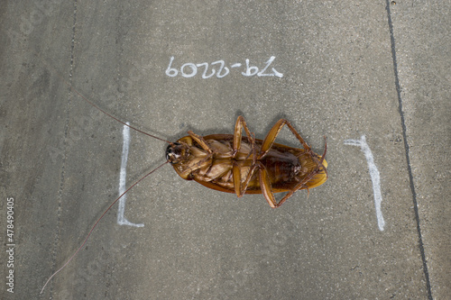 Cockroach dead on cement floor and Location of incident .Concept the disease and the danger of cockroaches.