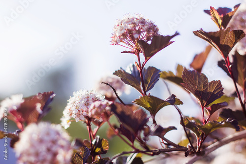 Close-up of a spring pastel blooming flower in the garden. Macro flowering branch of the Physocarpus opulifolius tree photo