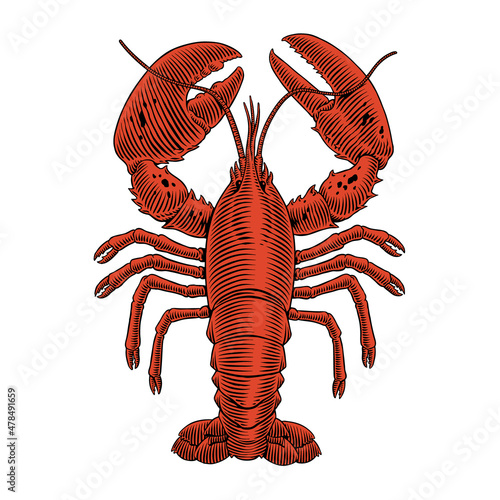 Lobster engraving vector illustration for seafood menu. Hand drawn crustacean in a vintage style.