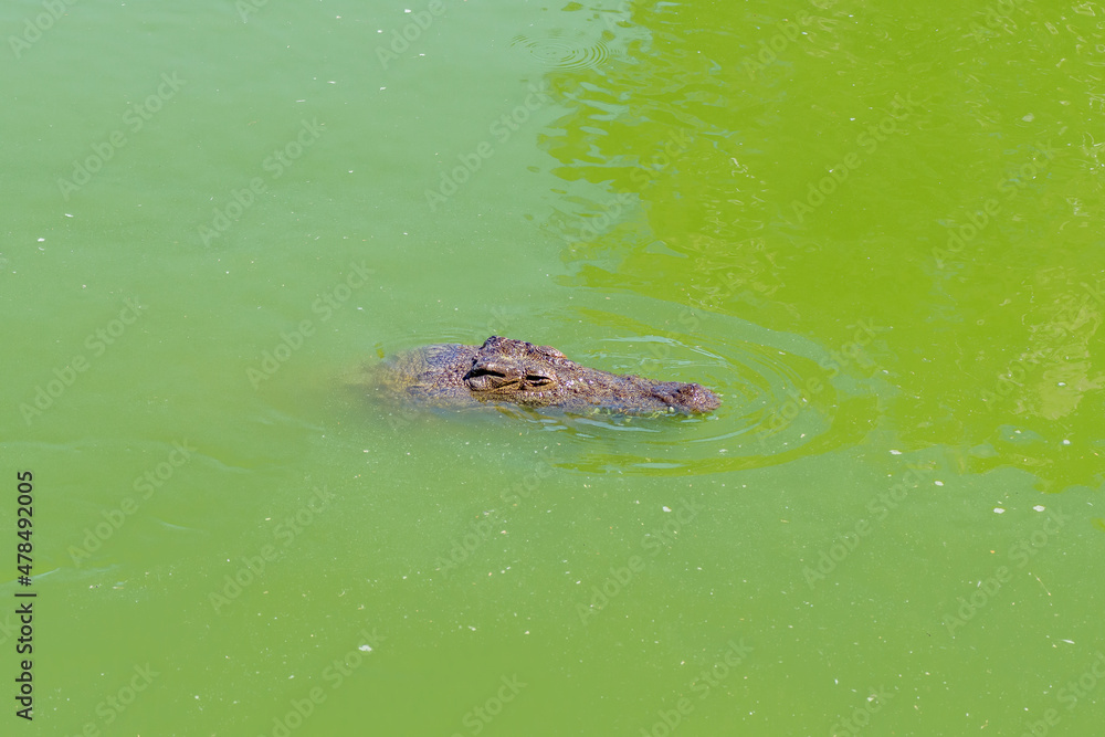Nile crocodile, Crocodylus niloticus, in water Nile crocodile, Crocodylus niloticus, in water