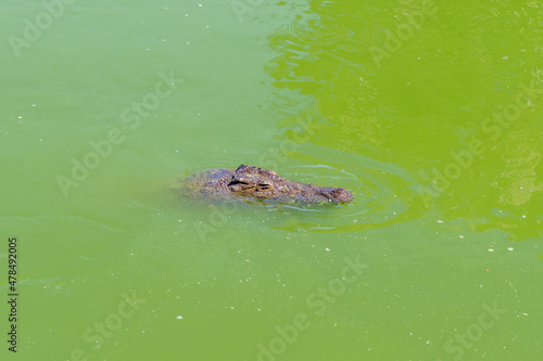 Nile crocodile, Crocodylus niloticus, in water