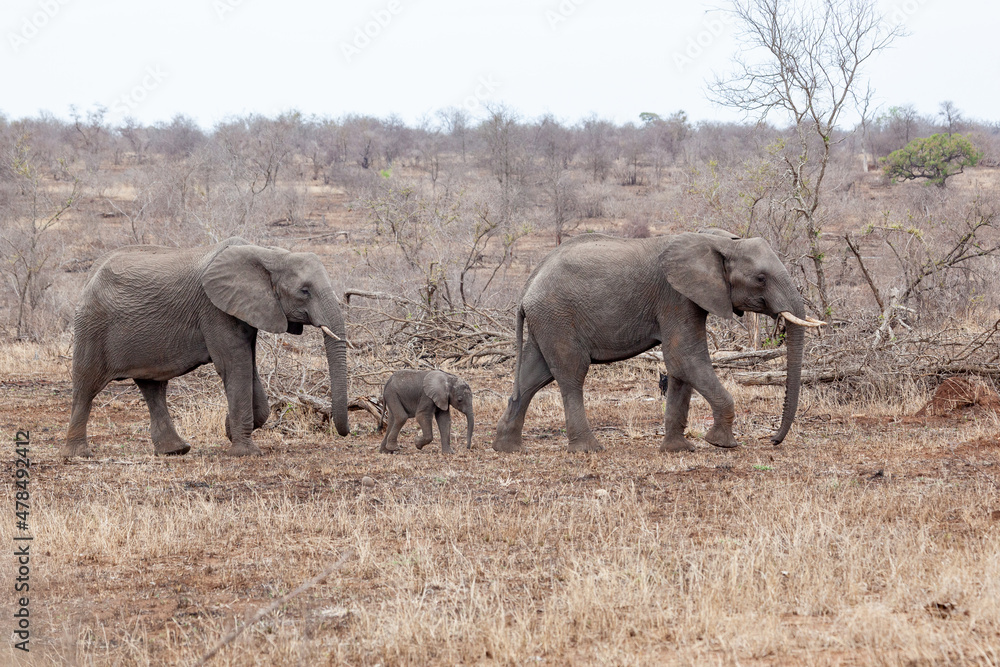 Elephants and calf