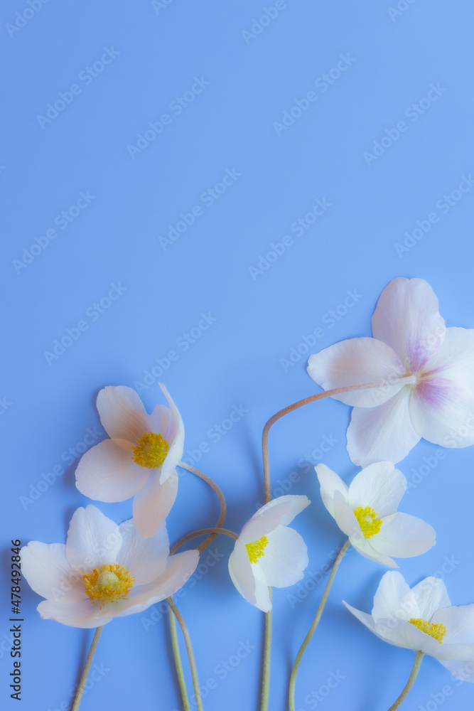 Snowdrop anemone windflower (Anemone sylvestris). White spring forest flower on blue background. Close-up Snowdrop anemone windflower (Anemone sylvestris). White spring forest flower on blue background. Close-up