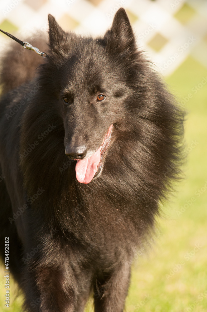 Belgian Sheepdog close up at a dog show Belgian Sheepdog close up at a dog show