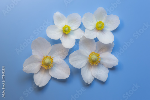 Snowdrop anemone windflower (Anemone sylvestris). White spring forest flower on blue background. Close-up