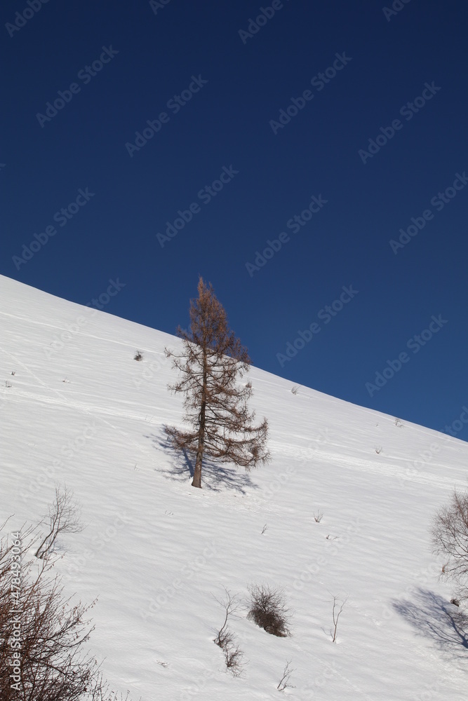 Fototapeta premium inverno, alberi, stagione, neve, cielo, val d Intelvi, monte crocione, betulla, montagna, sci, fuori pista, natura, panorami innevati, bianco.